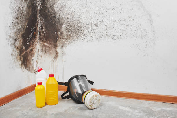 Best Attic Mold Removal  in Markham, IL