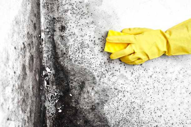 Best Home Mold Removal  in Markham, IL