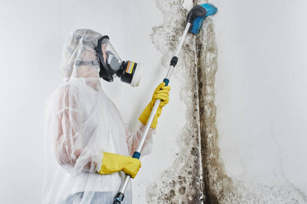 Best Crawl Space Mold Removal  in Markham, IL