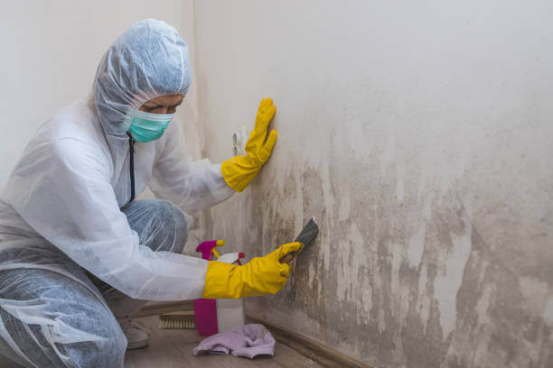 Best Commercial Mold Removal  in Markham, IL