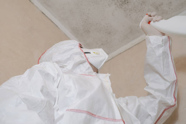 Professional Mold Removal in Markham, IL