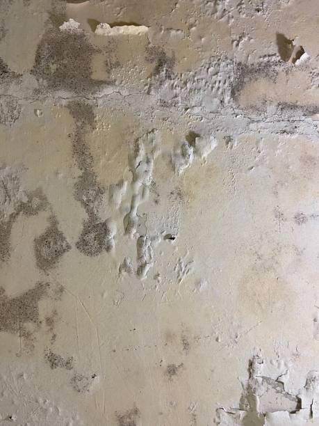 Best Mold Removal Company Near Me  in Markham, IL