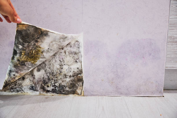 Best Fast Mold Removal  in Markham, IL
